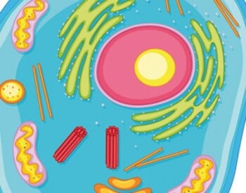 Yoshinori Ohsumi: A groundbreaking discovery in autophagy