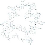 Ghrelin-Cys(BMCC-biotinyl) (human)