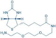 N-Biotinyl-3,6-dioxa-1,8-octanediamine