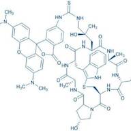 ((R)-4-Hydroxy-4-methyl-Orn(TRITC)⁷)-Phalloidin