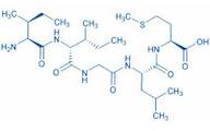 Amyloid b-Protein (31-35)
