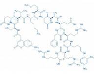 Mca-Amyloid b/A4 Protein Precursor770 (667-676)-Lys(Dnp)-Arg-Arg amide