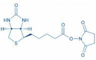D-Biotinyl-OSu