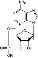Adenosine-3',5'-cyclic monophosphate, 98%