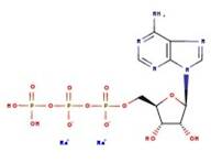 Adenosine-5'-triphosphate disodium salt hydrate