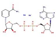 beta-Nicotinamide adenine dinucleotide reduced disodium salt, 97%