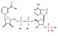 beta-Nicotinamide adenine dinucleotide phosphate reduced tetrasodium salt