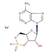 Adenosine-3',5'-cyclic monophosphate sodium salt, 99%