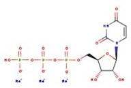 Uridine-5'-triphosphate trisodium salt, 98+%