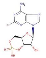 8-Bromoadenosine-3',5'-cyclic monophosphate