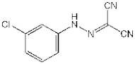 Carbonyl cyanide 3-chlorophenylhydrazone, 98%, Thermo Scientific Chemicals