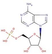 Adenosine-5'-monophosphoric acid, 99% (dry wt.), water <6%