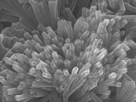 Polydiacetylene nanotube (PDNT-12-8-22Br)