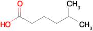 5-Methylhexanoic acid