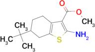 2-Amino-6-tert-butyl-4,5,6,7-tetrahydrobenzo[b]-thiophene-3-carboxylic acid methyl ester