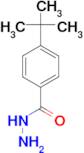 4-tert-Butylbenzhydrazide