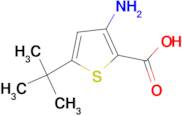 3-Amino-5-tert-butylthiophene-2-carboxylic acid