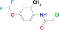 2-Chloro-N-(4-difluoromethoxy-2-methyl-phenyl)-acetamide