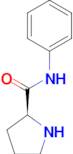 (S)-Pyrrolidine-2-carboxylic acid phenylamide