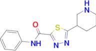 N-Phenyl-5-piperdin-3-yl-1,3,4-thiadiazole-2-carboxamide