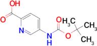 5-[(tert-Butoxycarbonyl)amino]pyridine-2-carboxylic acid