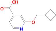 2-(Cyclobutylmethoxy)isonicotinic acid