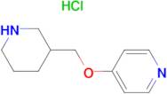4-(Piperidin-3-ylmethoxy)-pyridine hydrochloride