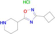 3-(3-Cyclobutyl-1,2,4-oxadiazol-5-yl)piperidine hydrochloride