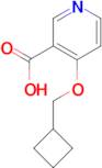 4-(Cyclobutylmethoxy)pyridine-3-carboxylic acid