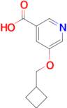 5-(Cyclobutylmethoxy)pyridine-3-carboxylic acid