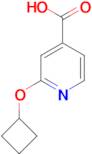 2-Cyclobutoxypyridine-4-carboxylic acid