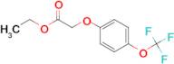 Ethyl 2-[4-(trifluoromethoxy)phenoxy]acetate