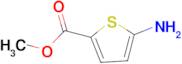 Methyl 5-aminothiophene-2-carboxylate