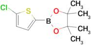 2-(5-Chlorothiophen-2-yl)-4,4,5,5-tetramethyl-1,3,2-dioxaborolane