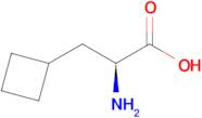 L-3-CYCLOBUTYLALANINE