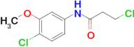 3-chloro-N-(4-chloro-3-methoxyphenyl)propanamide