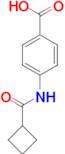 4-[(cyclobutylcarbonyl)amino]benzoic acid