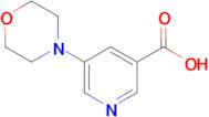 5-Morpholinonicotinic acid