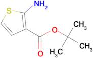 tert-Butyl 2-aminothiophene-3-carboxylate