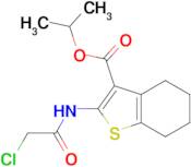 2-(2-Chloro-acetylamino)-4,5,6,7-tetrahydro-benzo[b]thiophene-3-carboxylic acid isopropyl ester