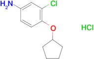 3-chloro-4-(cyclopentyloxy)aniline hydrochloride