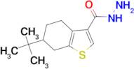 6-tert-butyl-4,5,6,7-tetrahydro-1-benzothiophene-3-carbohydrazide