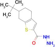 6-tert-butyl-4,5,6,7-tetrahydro-1-benzothiophene-2-carbohydrazide