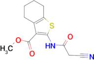 methyl 2-[(cyanoacetyl)amino]-4,5,6,7-tetrahydro-1-benzothiophene-3-carboxylate