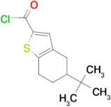 5-tert-butyl-4,5,6,7-tetrahydro-1-benzothiophene-2-carbonyl chloride