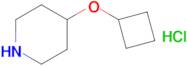 4-CYCLOBUTOXYPIPERIDINE-HCL