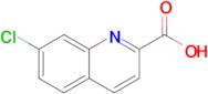 7-CHLORO-2-QUINOLINECARBOXYLIC ACID