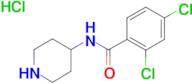 2,4-Dichloro-N-piperidin-4-yl-benzamide;hydrochloride