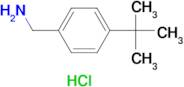 4-tert-Butylbenzylamine hydrochloride