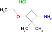 3-ETHOXY-2,2-DIMETHYLCYCLOBUTAN-1-AMINE HCL